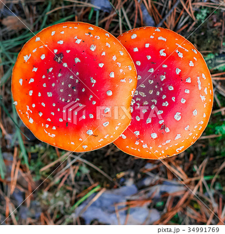 Red poisonous Amanita mushrooms Red poisonous Amanita mushrooms 34991769