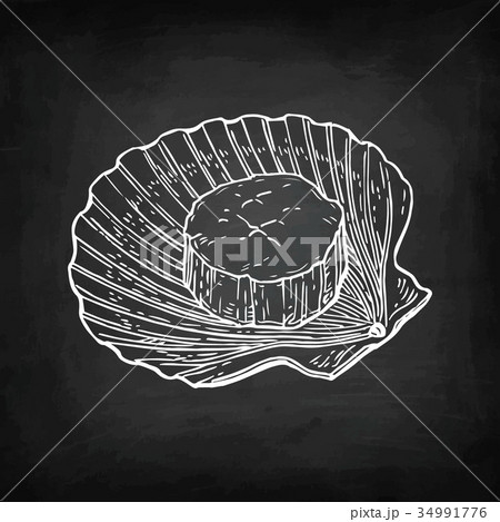 Chalk sketch of scallop 34991776