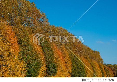 colorful trees , blue sky autumn forest landscape colorful trees , blue sky autumn forest landscape 34991926