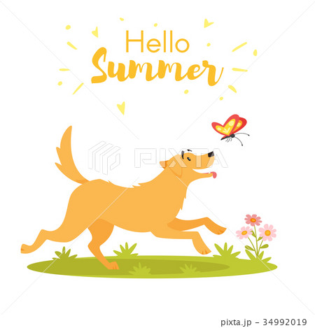 dog with butterfly dog with butterfly 34992019