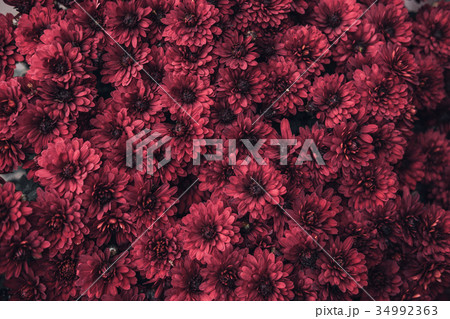 Red flowers flatlay template 34992363