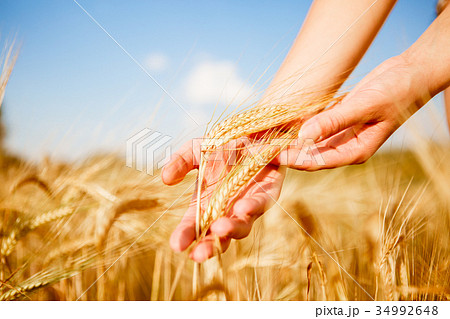 Photo of rye in hands 34992648