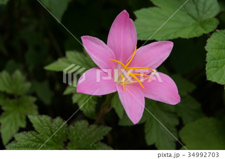 ゼフィランサス カリタナの写真素材