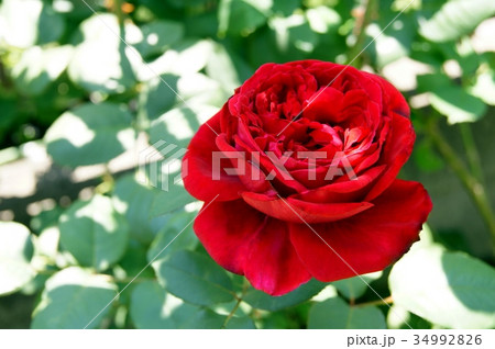 赤いバラ：ウィンショッテン 34992826