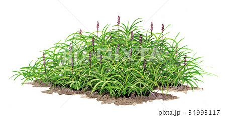 フイリヤブラン　フイリヤブランの精密植物画 34993117