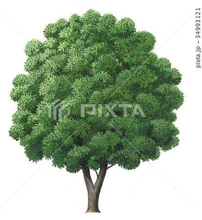 マテバシイのイラスト マテバシイの精密植物画 椎の木 シイノキ マテバシイのイラスト マテバシイの精密植物画 椎の木 シイノキ 34993121