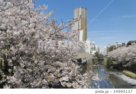 東京 満開の桜 目黒川 東京 満開の桜 目黒川 34993137