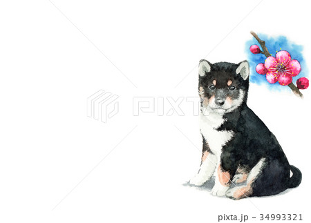 犬のハガキ素材黒柴犬ヨコ型 犬のハガキ素材黒柴犬ヨコ型 34993321