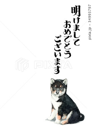 犬の賀詞入り素材黒柴犬タテ型 34993797