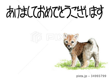 犬の賀詞入り素材茶柴犬ヨコ型 犬の賀詞入り素材茶柴犬ヨコ型 34993799