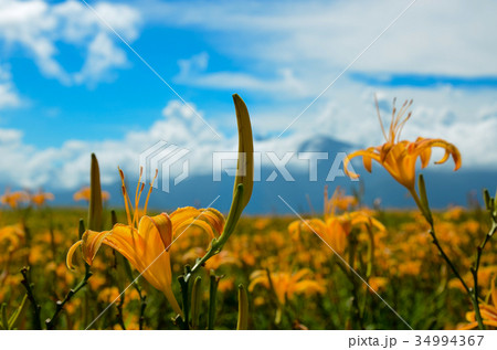 花 フラワー お花 34994367