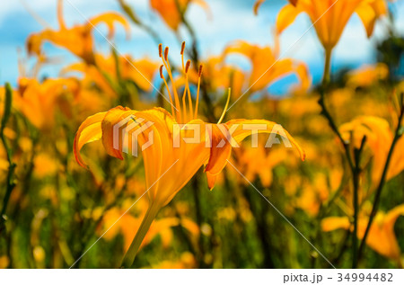 花 フラワー お花 34994482
