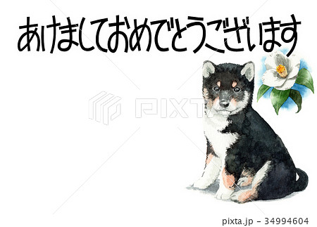 犬の賀詞入り年賀ハガキ素材黒柴犬ヨコ型 34994604