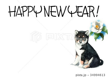 犬の賀詞入り年賀ハガキ素材黒柴犬ヨコ型 34994613