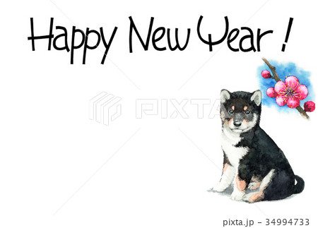 犬の賀詞入り年賀ハガキ素材黒柴犬ヨコ型 犬の賀詞入り年賀ハガキ素材黒柴犬ヨコ型 34994733