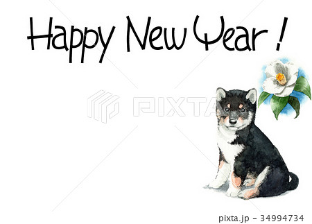 犬の賀詞入り年賀ハガキ素材黒柴犬ヨコ型 犬の賀詞入り年賀ハガキ素材黒柴犬ヨコ型 34994734
