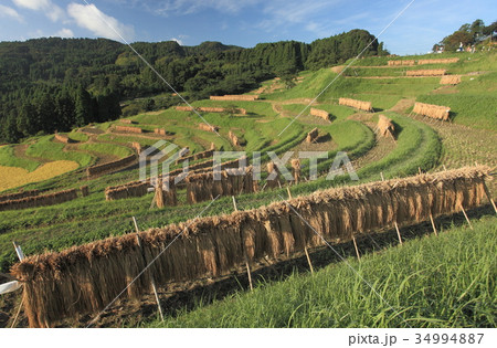 収穫期の大山千枚田 34994887