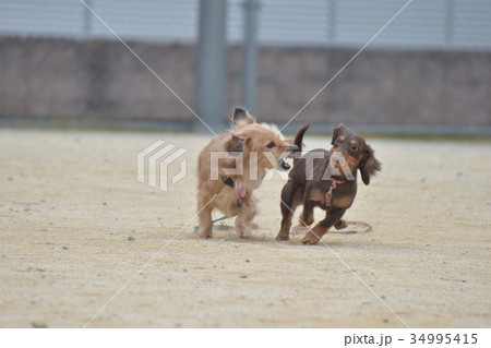 ペット　喧嘩 34995415