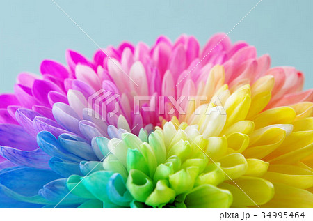 レインボーの花の写真素材