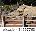 アフリカゾウ 34997763
