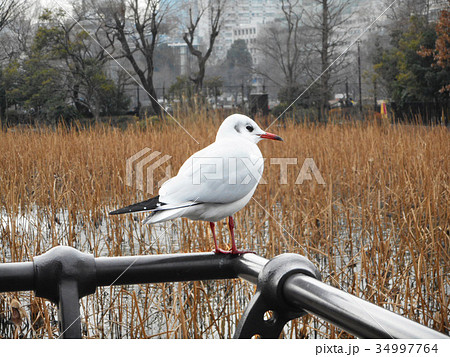 カモメの仲間 34997764