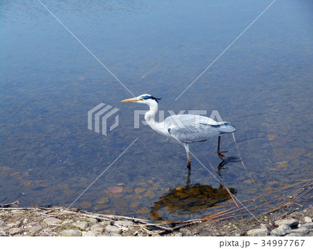 アオサギ 34997767