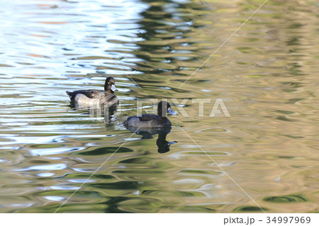 キンクロハジロ キンクロハジロ 34997969
