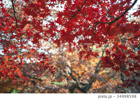 Autumn leaves of Japanese maple(Momiji) background 34998598