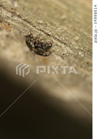 生き物　蜘蛛　エキスハエトリ、三ミリほどのハエトリグモ。林の中にいるのであまりお目にかかれないかも 34998614
