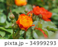 オレンジ色のバラ 34999293
