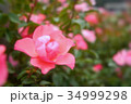 ピンク色のバラ 34999298