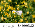 花にとまるモンシロチョウ 34999382
