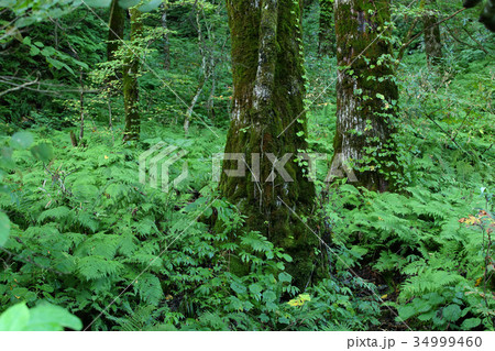 原生林　森 34999460