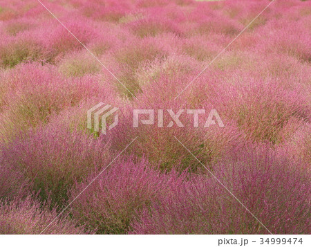 コキア コキア 34999474