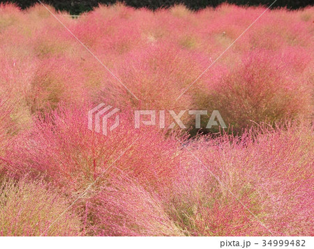 コキア コキア 34999482