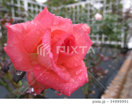 プリンセスサヤコ 34999991