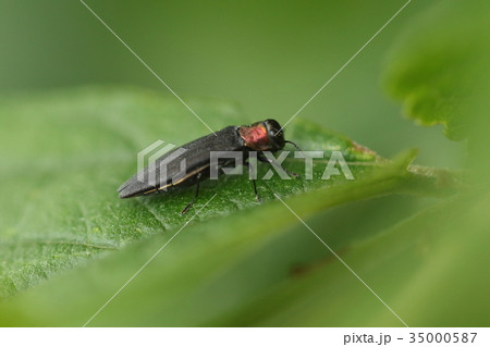 生き物　昆虫　ムネアカナガタマムシ、ざらついた感じなのに光沢がある不思議な体をしています 35000587