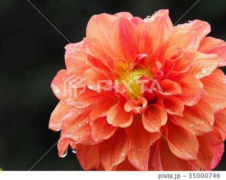 ダリア 35000746