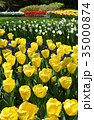 チューリップ 35000874