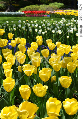 チューリップ 35000874