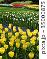 チューリップ 35000875
