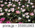 チューリップ 35001063