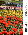 チューリップ 35001099