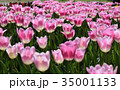 チューリップ 35001133