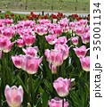 チューリップ 35001134