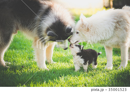 family of siberian husky dog playing on grass family of siberian husky dog playing on grass 35001523