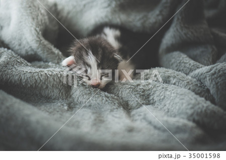 kitten sleeping under wool blanket 35001598