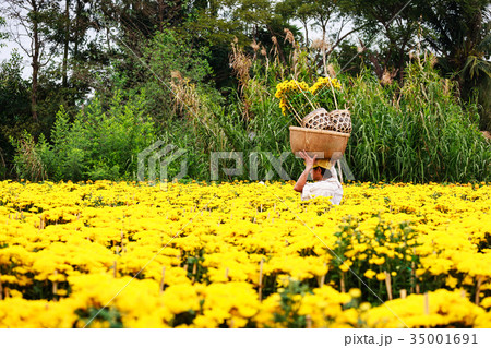 A gardener collects flowers in his garden, Sa Dec 35001691