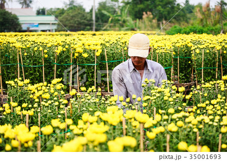 A gardener cares flowers in his garden, Sa Dec A gardener cares flowers in his garden, Sa Dec 35001693