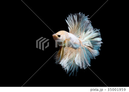 Gold betta fish, siamese fighting fish Gold betta fish, siamese fighting fish 35001959